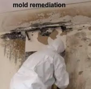 mold removal Alton