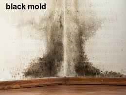 black mold