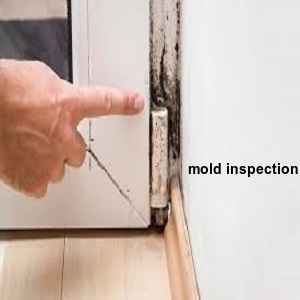mold inspection Webster