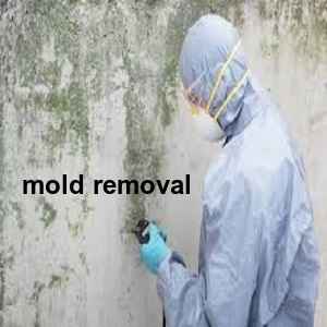 Mold Removal services