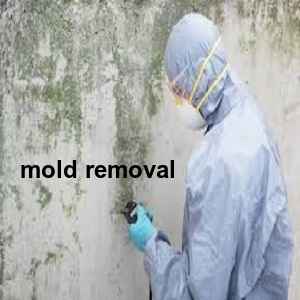 mold removal