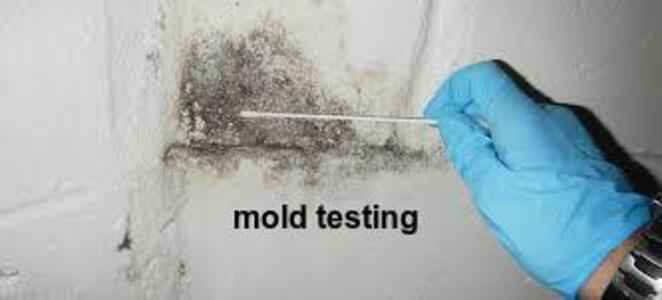 mold inspector Perezville