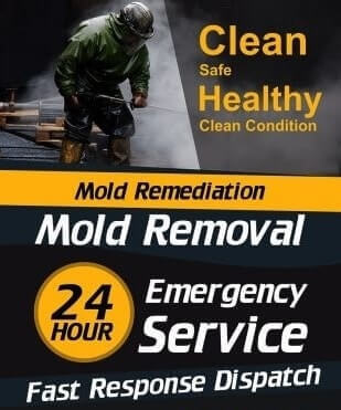 Mold Inspection Live Oak Services